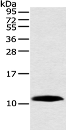 Anti-HMGN3 Antibody