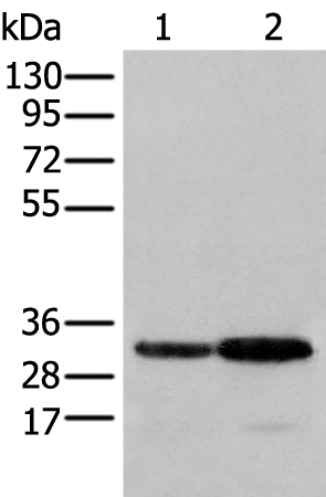 Anti-SFXN1 Antibody