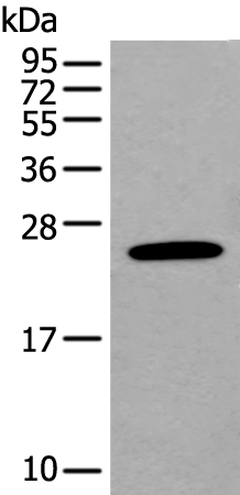 Anti-BASP1 Antibody