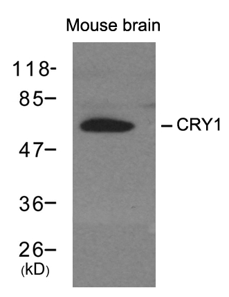 Anti-CRY1 Antibody