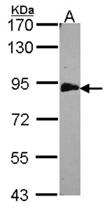 Anti-EML1 Antibody