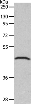 Anti-GDF1 Antibody
