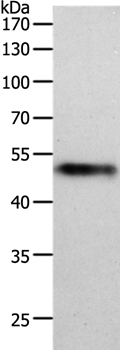 Anti-MIDN Antibody