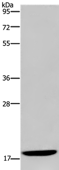 Anti-KLLN Antibody