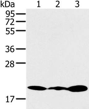 Anti-RNF5 Antibody