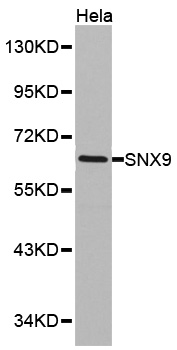 Anti-SNX9 Antibody