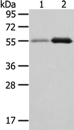 Anti-XKR3 Antibody