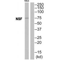 Anti-NSF Antibody