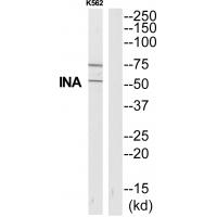 Anti-INA Antibody