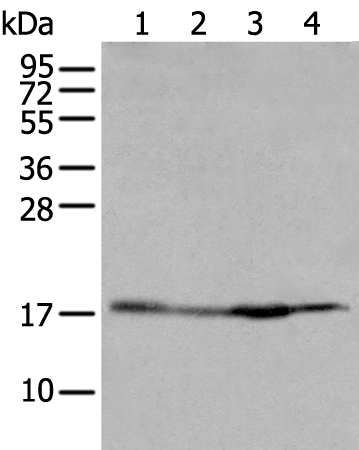Anti-HIST1H2BJ Antibody
