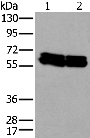 Anti-ZNF207 Antibody