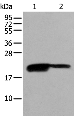 Anti-BRI3BP Antibody