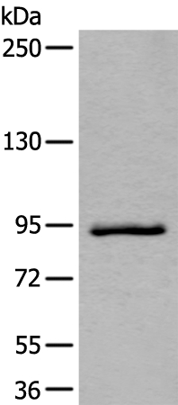 Anti-ZBTB10 Antibody