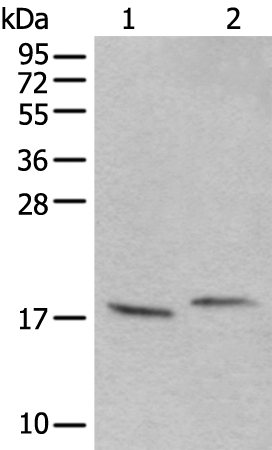 Anti-UBA52 Antibody