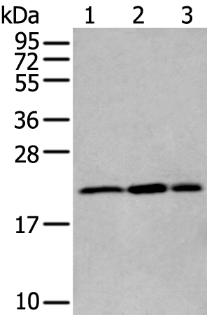 Anti-RBM8A Antibody