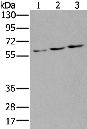 Anti-ZNF8 Antibody