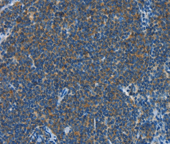 Anti-CNTNAP3 Antibody