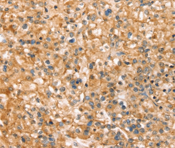 Anti-SLC43A2 Antibody