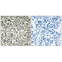 Anti-CEP152 Antibody