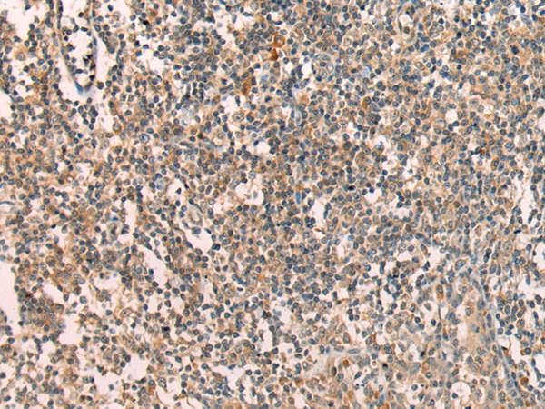 Anti-APCDD1 Antibody