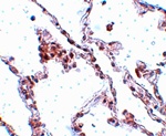 Anti-TMEM184B Antibody Anti-TMEM184B Antibody