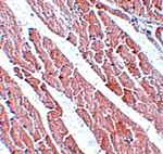 Anti-TMEM184C Antibody Anti-TMEM184C Antibody
