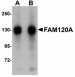 Anti-FAM120A Antibody