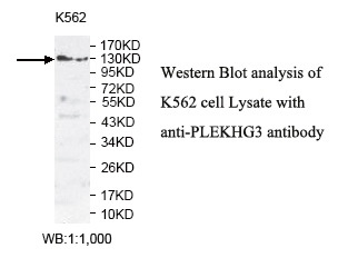 Anti-PLEKHG3 Antibody Anti-PLEKHG3 Antibody