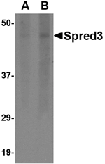Anti-Spred3 Antibody