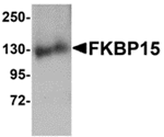 Anti-FKBP15 Antibody