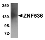 Anti-ZNF536 Antibody