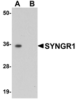 Anti-SYNGR1 Antibody