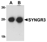Anti-SYNGR3 Antibody