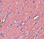 Anti-SYNGR3 Antibody Anti-SYNGR3 Antibody