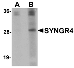 Anti-SYNGR4 Antibody