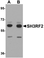 Anti-SH3RF2 Antibody