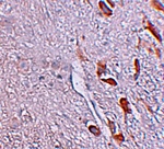 Anti-LRRTM1 Antibody Anti-LRRTM1 Antibody