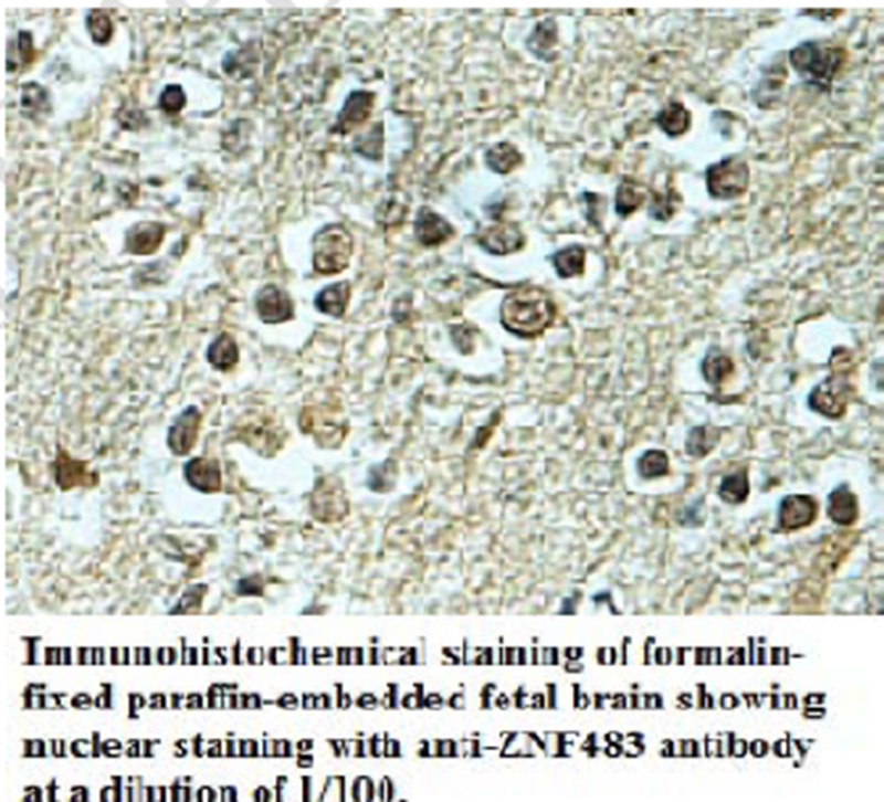 Anti-ZNF483 Antibody