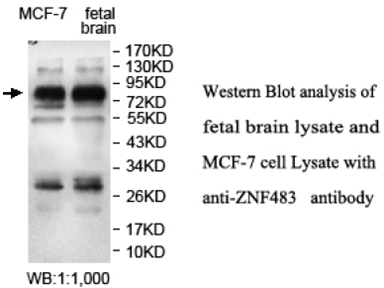 Anti-ZNF483 Antibody Anti-ZNF483 Antibody