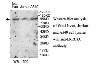 Anti-LRRC8A Antibody Anti-LRRC8A Antibody