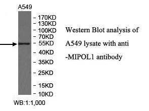 Anti-MIPOL1 Antibody