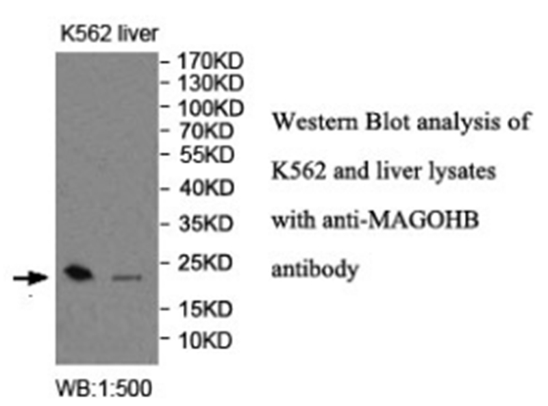 Anti-MAGOHB Antibody