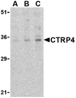 Anti-CTRP4 Antibody