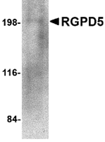Anti-RGPD5 Antibody