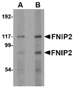 Anti-FNIP2 Antibody