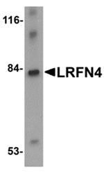 Anti-LRFN4 Antibody