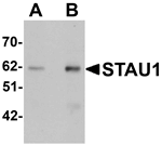 Anti-STAU1 Antibody