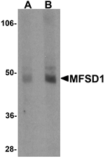 Anti-MFSD1 Antibody