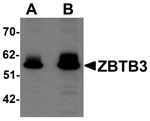 Anti-ZBTB3 Antibody