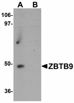 Anti-ZBTB9 Antibody